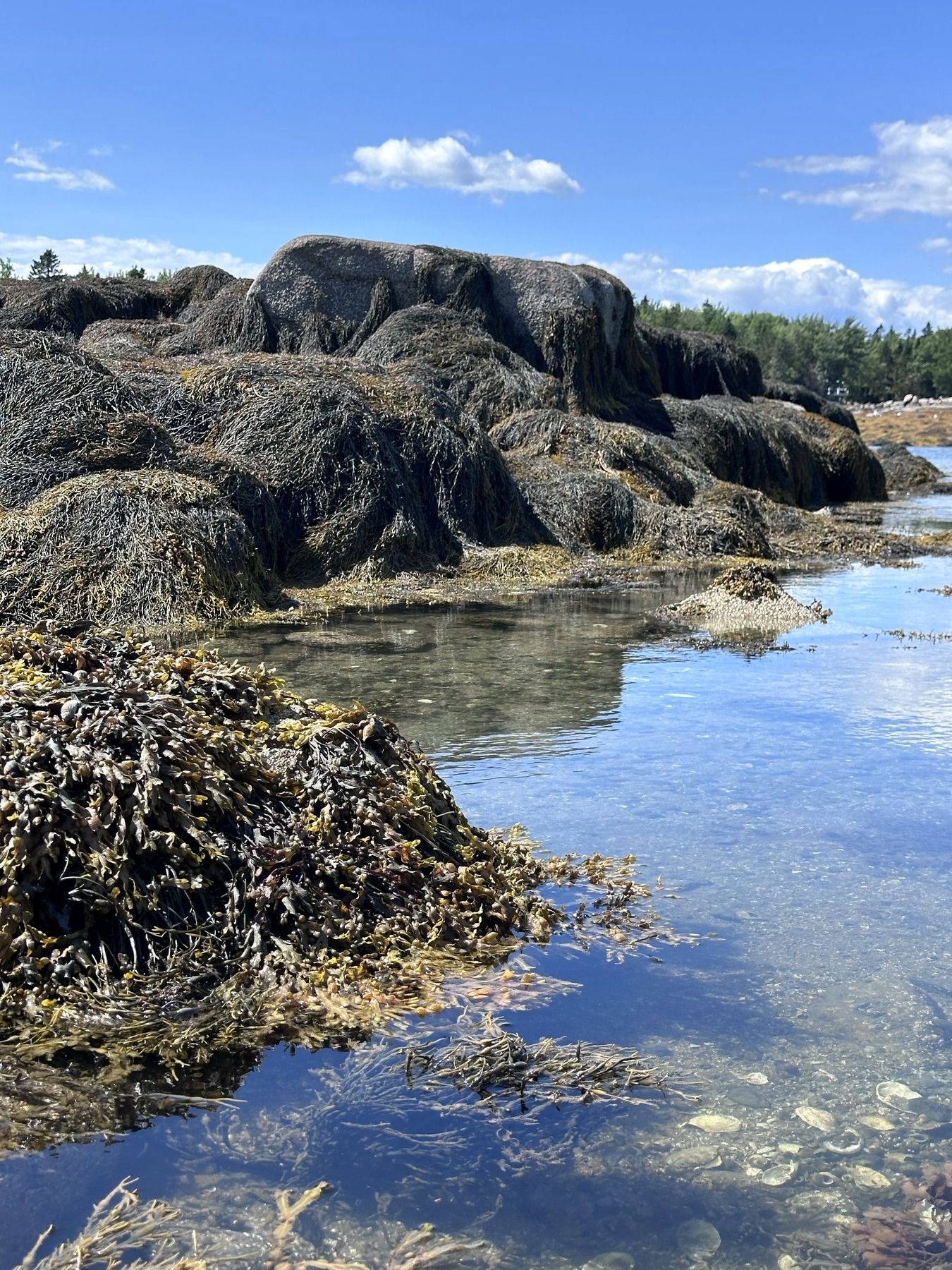 Schoodic shoreline photo 2