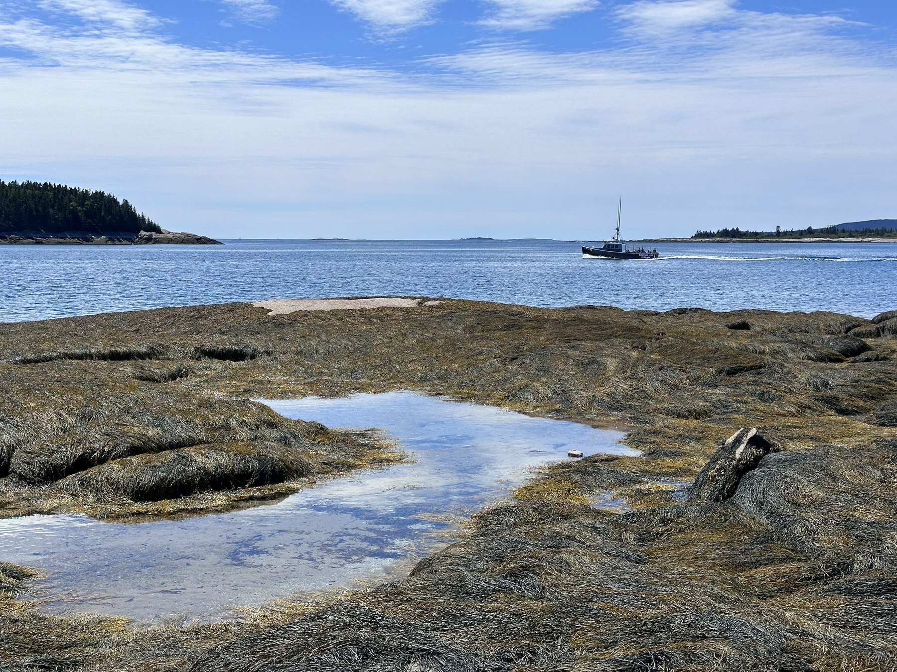 Schoodic shoreline photo 4