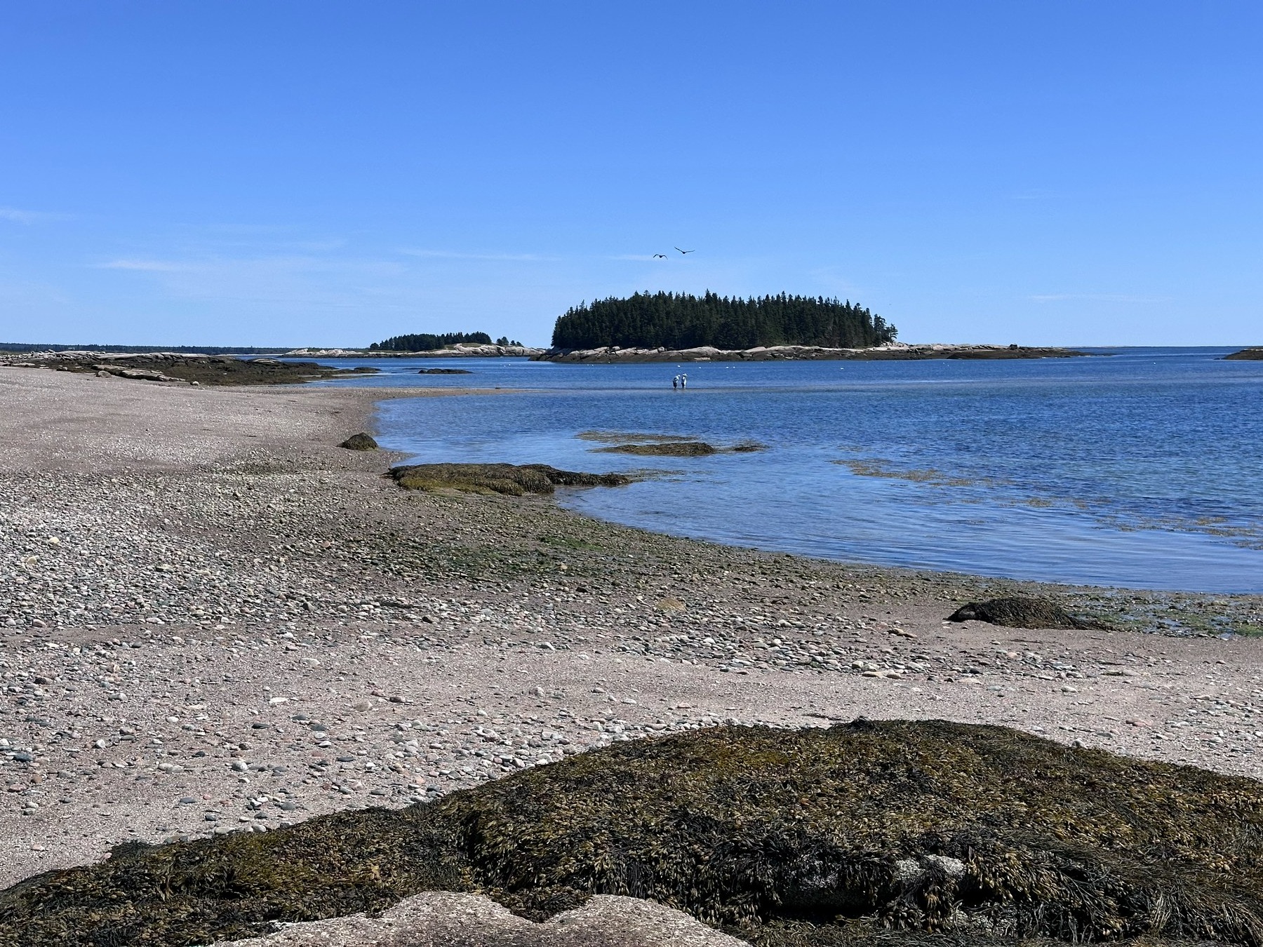 Schoodic shoreline photo 5