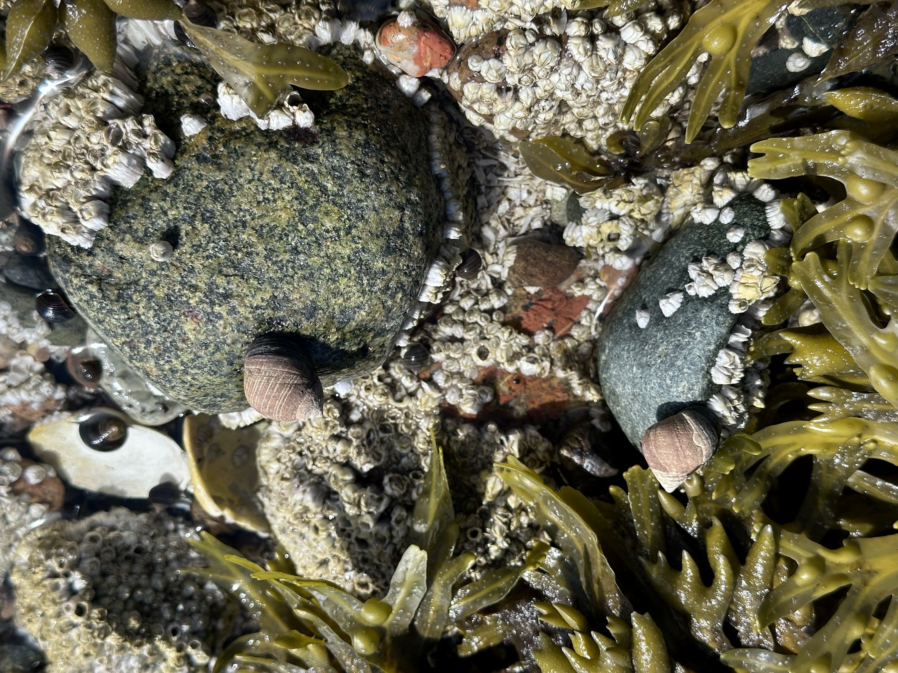 Schoodic shoreline photo 6