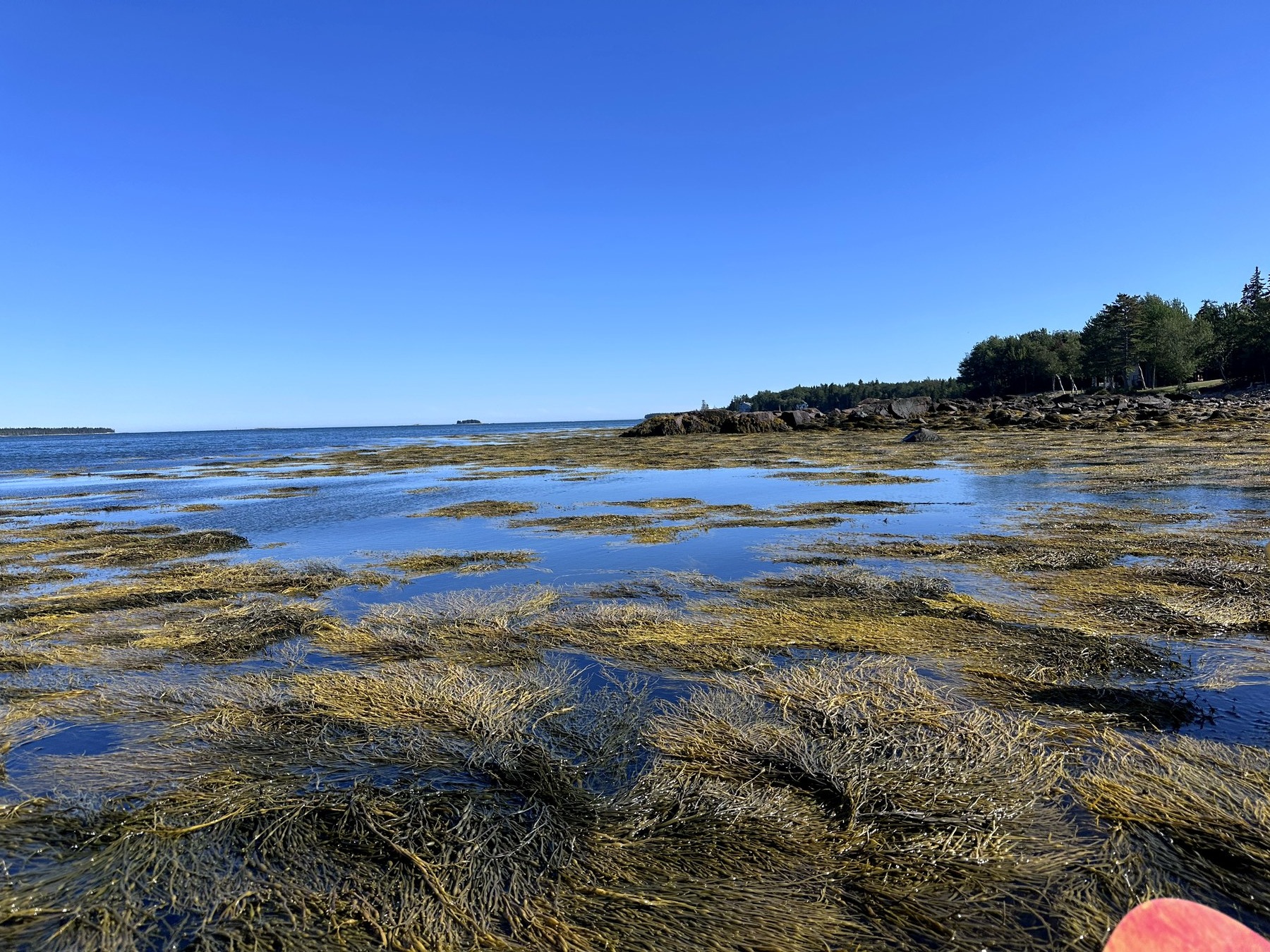 Schoodic shoreline photo 9