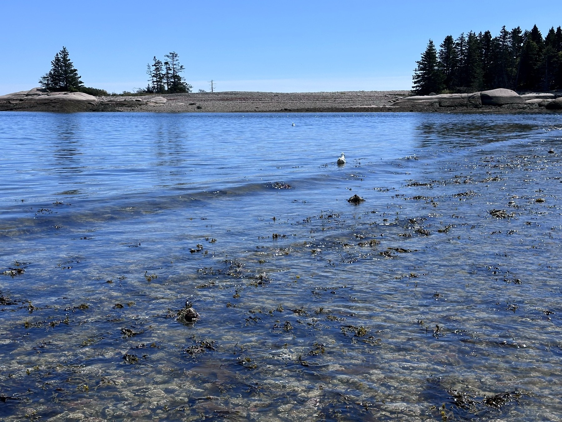 Schoodic shoreline photo 10