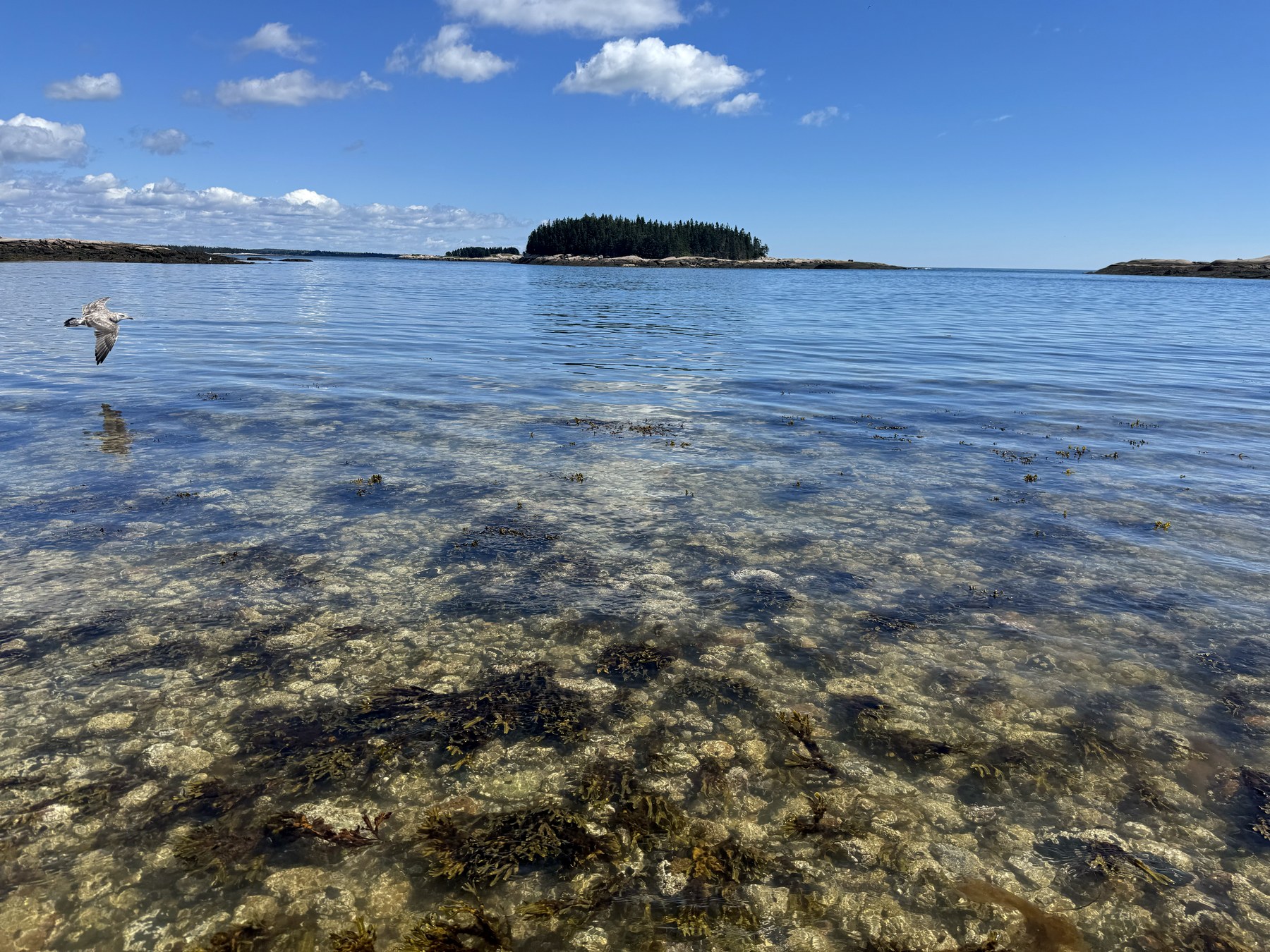 Schoodic shoreline photo 11