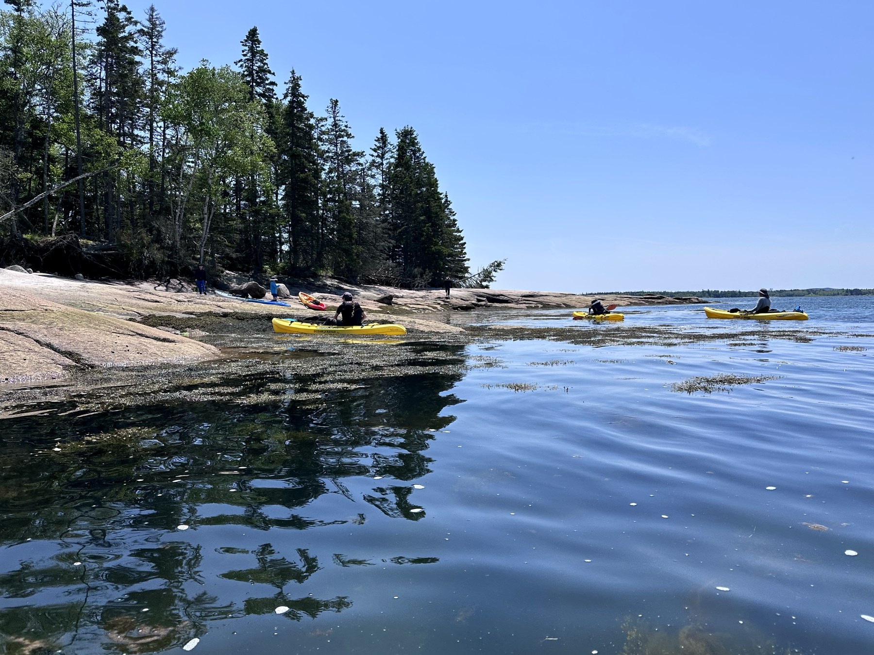 Schoodic shoreline photo 14