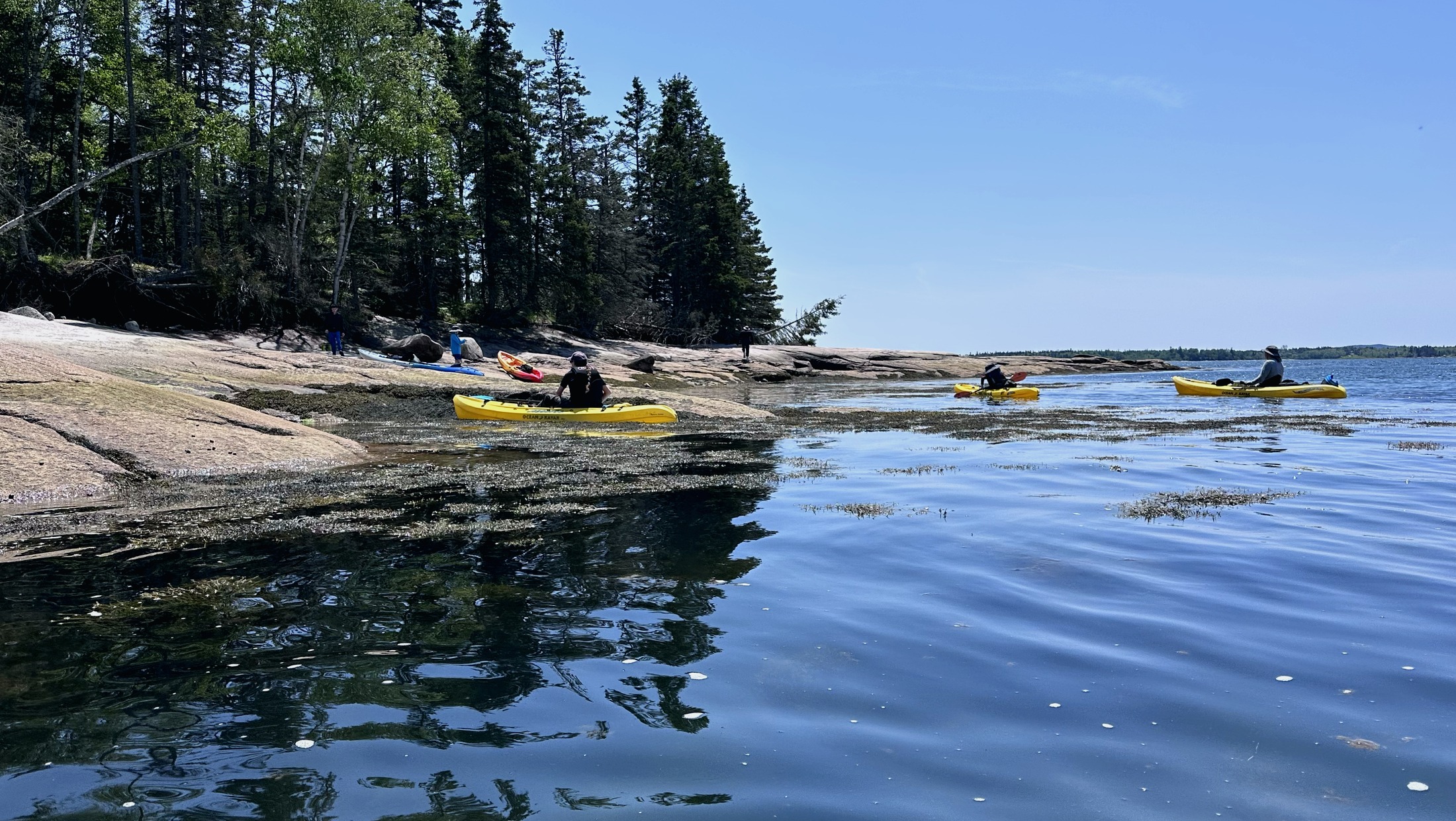 Kayakers along the Schoodic shoreline